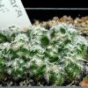 Mammillaria_hernandezii_1